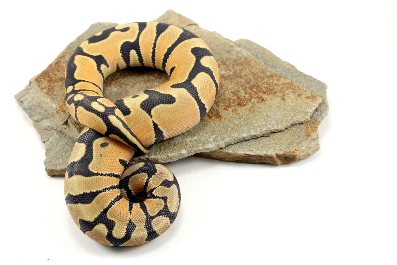 Hypo Super Orange Dream Ball Python All Reptiles