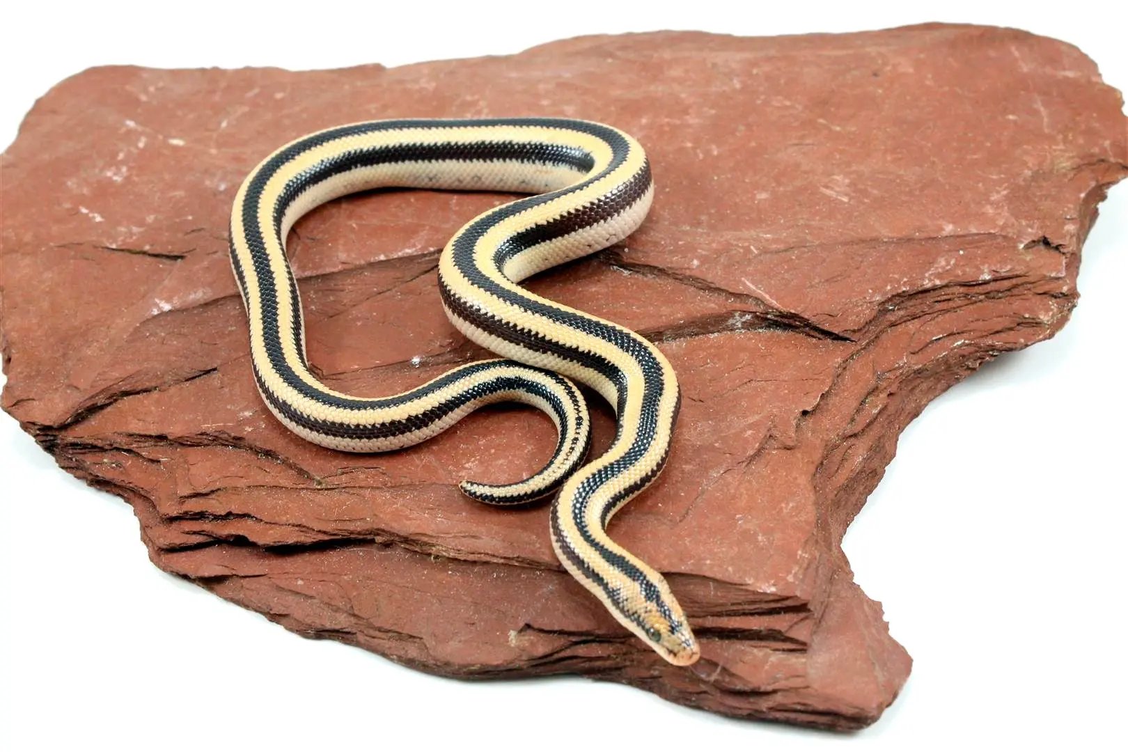 Mexican Rosy Boa All Reptiles