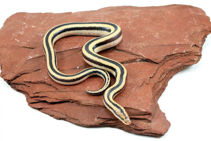 Mexican Rosy Boa All Reptiles
