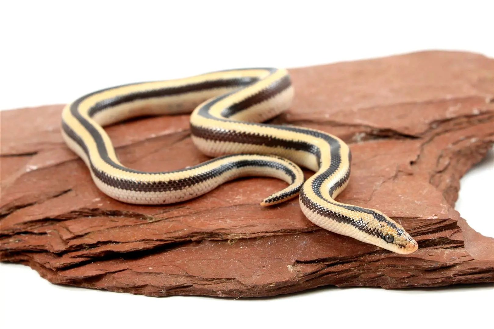 Mexican Rosy Boa All Reptiles