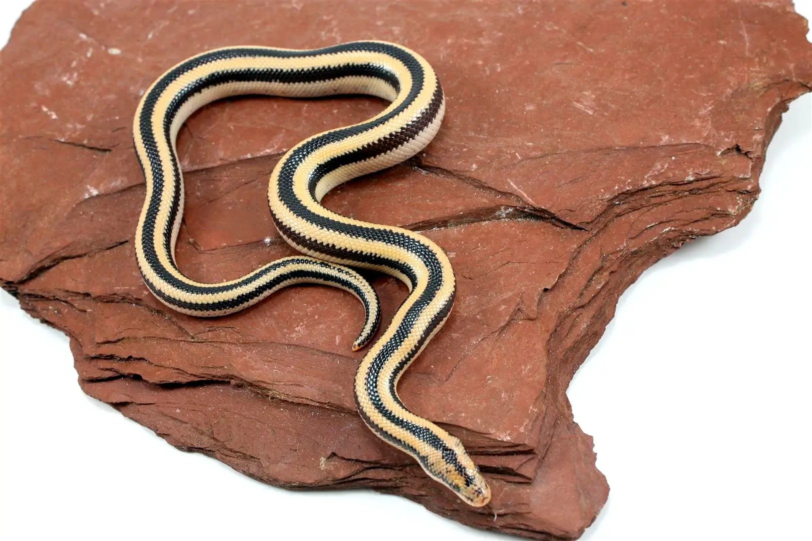 Mexican Rosy Boa All Reptiles