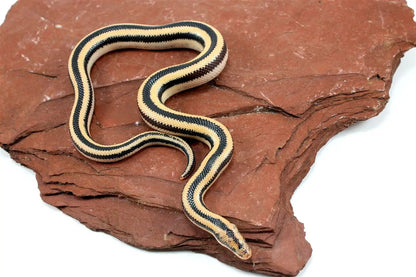 Mexican Rosy Boa All Reptiles