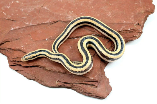 Mexican Rosy Boa All Reptiles