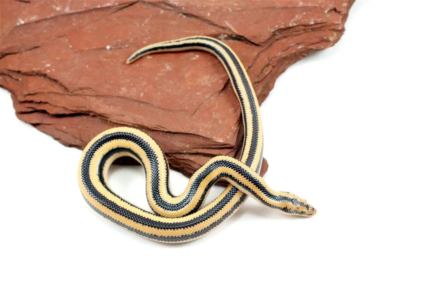 Mexican Rosy Boa All Reptiles