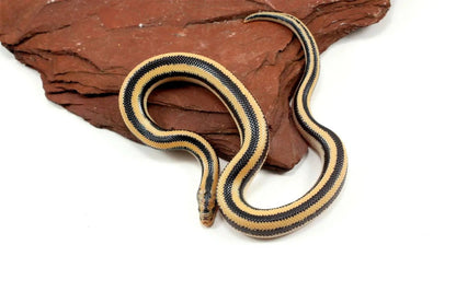 Mexican Rosy Boa All Reptiles
