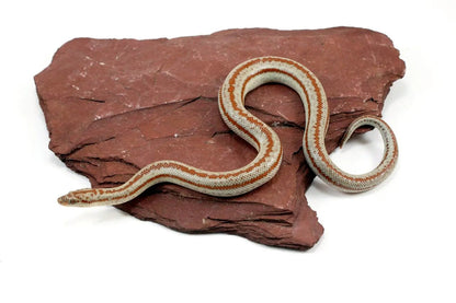 Long Canyon Rosy Boa All Reptiles