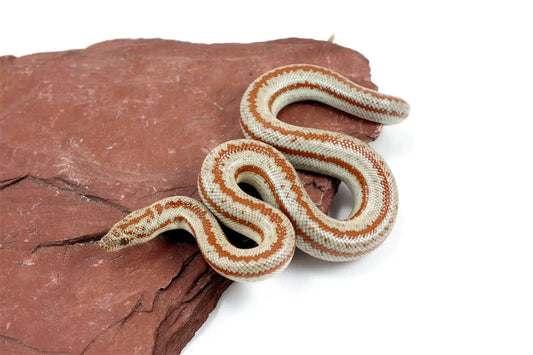 Long Canyon Rosy Boa All Reptiles