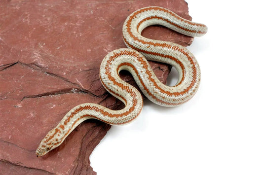 Long Canyon Rosy Boa All Reptiles