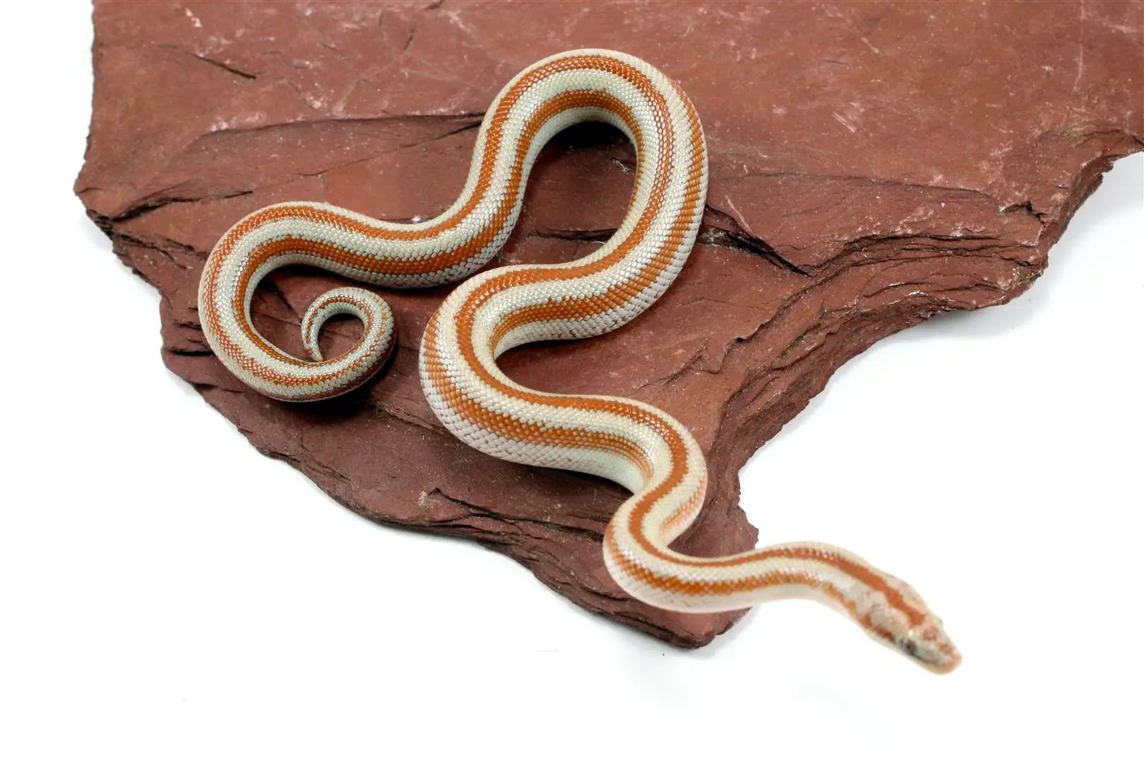 Mid Baja Rosy Boa All Reptiles
