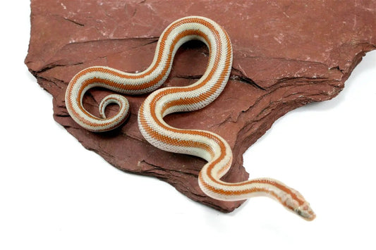 Mid Baja Rosy Boa All Reptiles