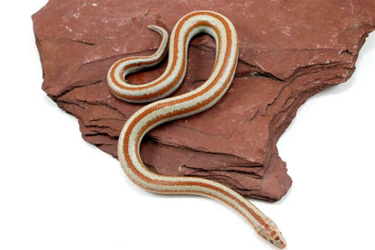 Mid Baja Rosy Boa All Reptiles