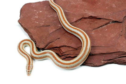 Mid Baja Rosy Boa All Reptiles