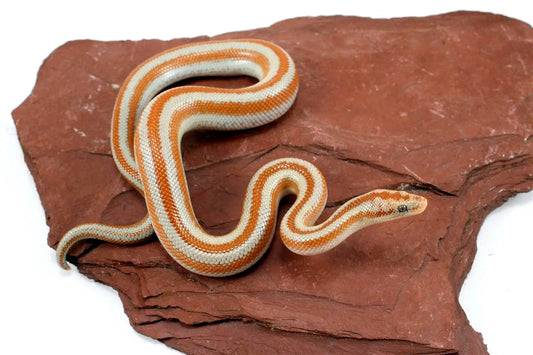 Mid Baja Rosy Boa All Reptiles