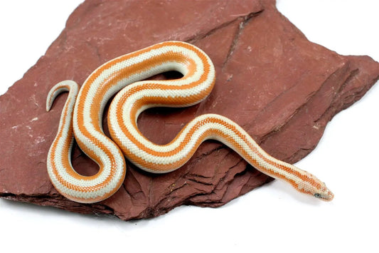 San Matias Rosy Boa All Reptiles