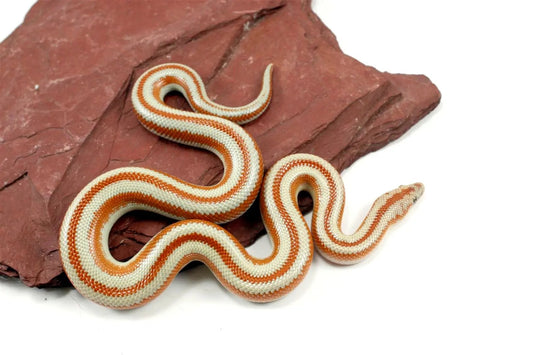 San Matias Rosy Boa All Reptiles