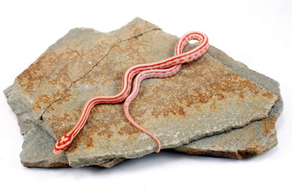Albino Tessera Corn Snake All Reptiles