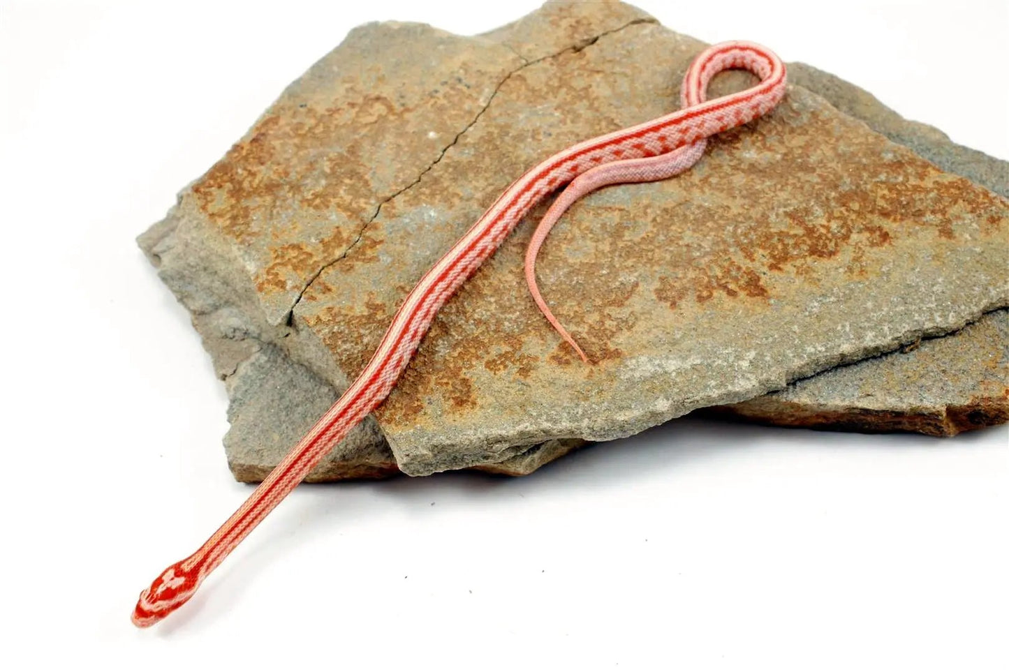 Albino Tessera Corn Snake All Reptiles