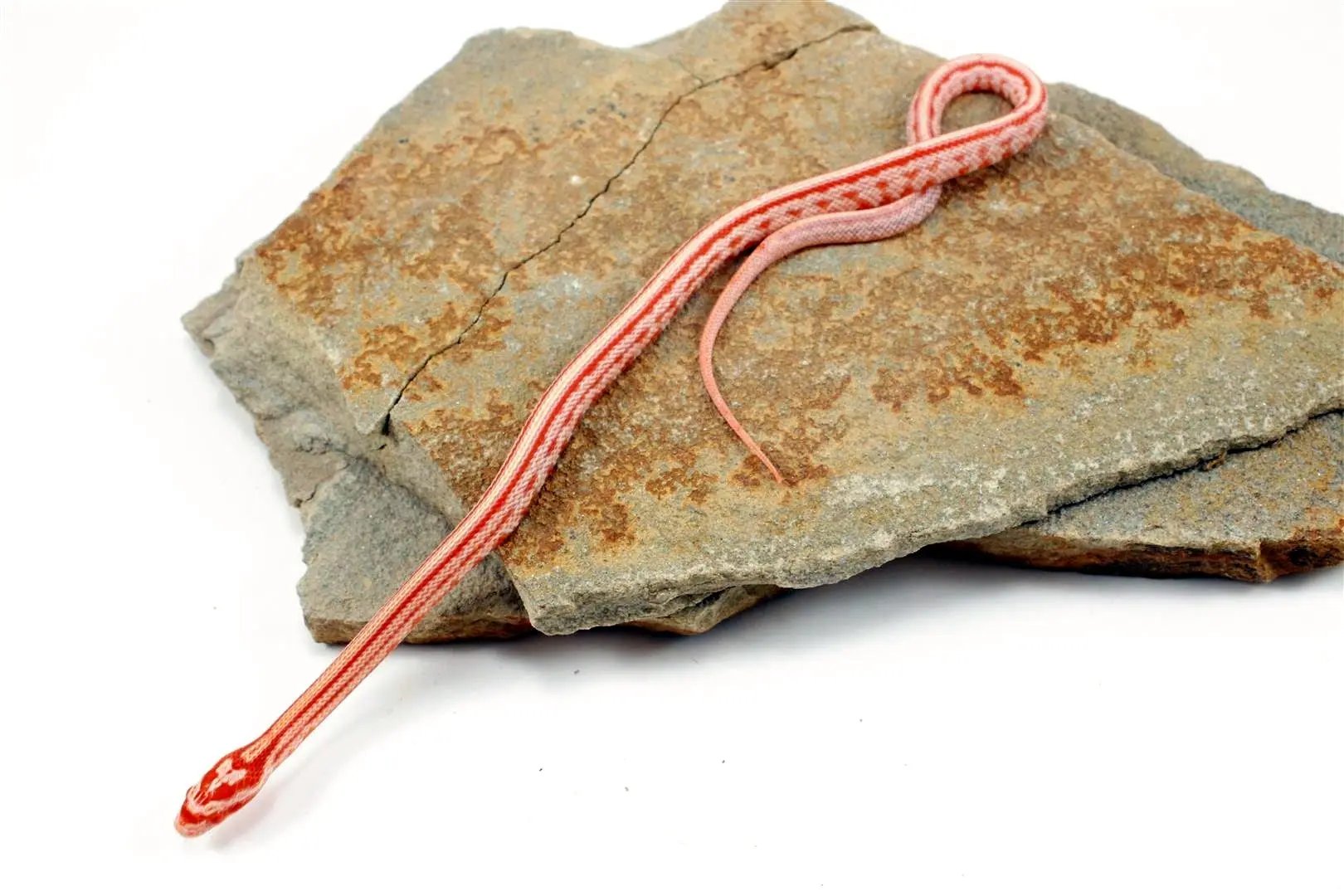 Albino Tessera Corn Snake All Reptiles