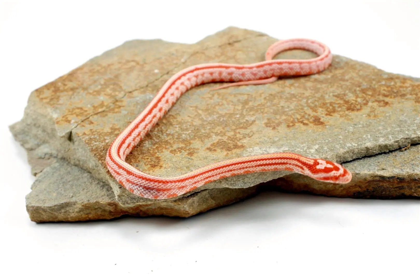 Albino Tessera Corn Snake All Reptiles