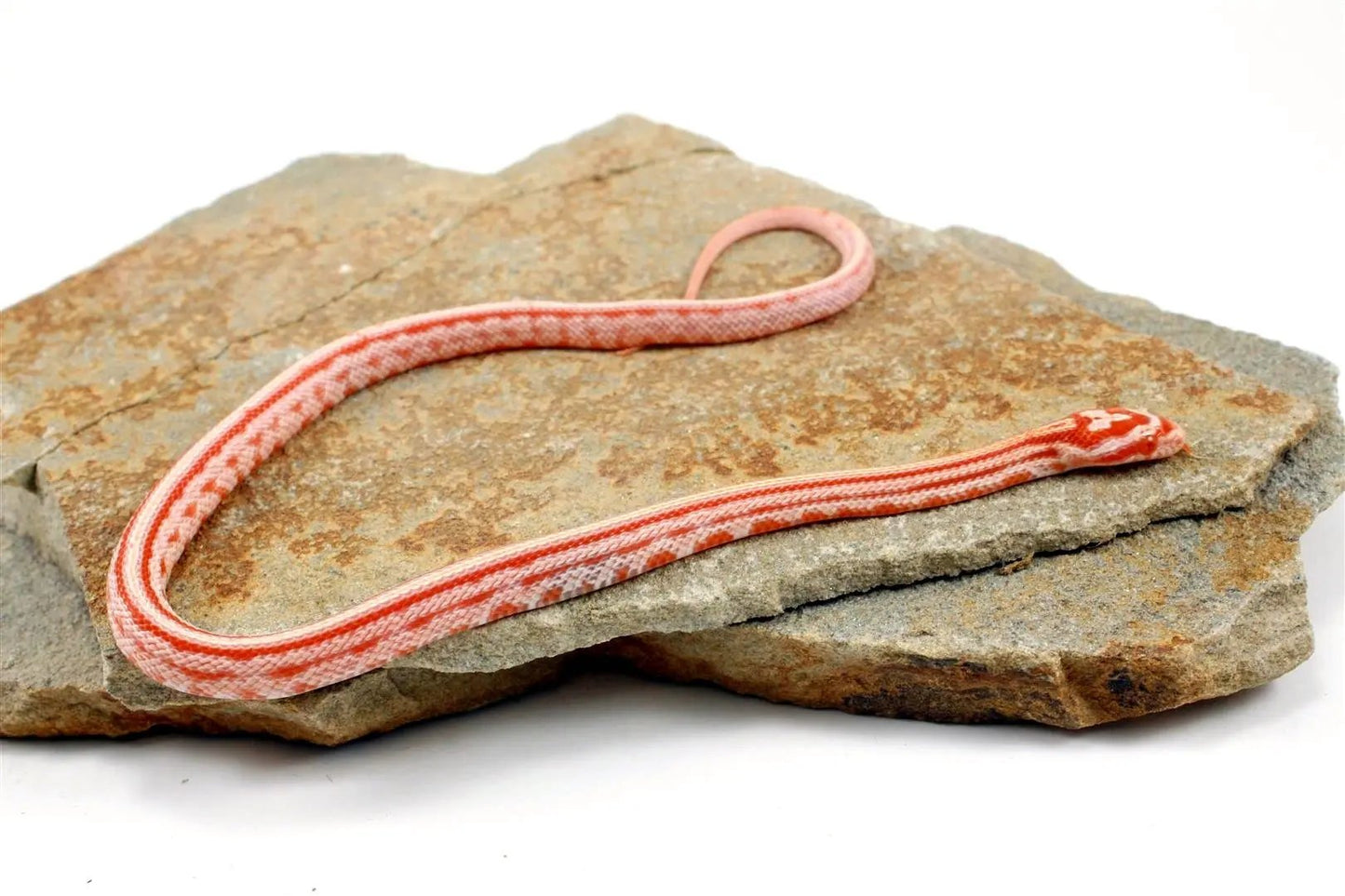 Albino Tessera Corn Snake All Reptiles