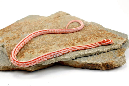 Albino Tessera Corn Snake All Reptiles