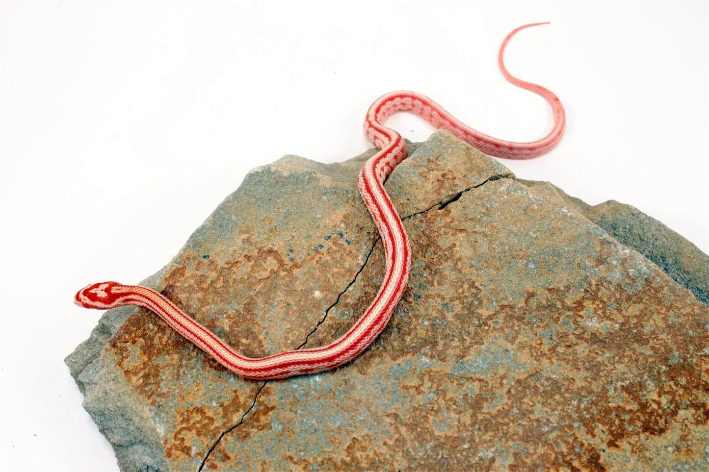 Albino Tessera Corn Snake All Reptiles