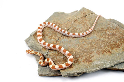 Butter Corn Snake All Reptiles