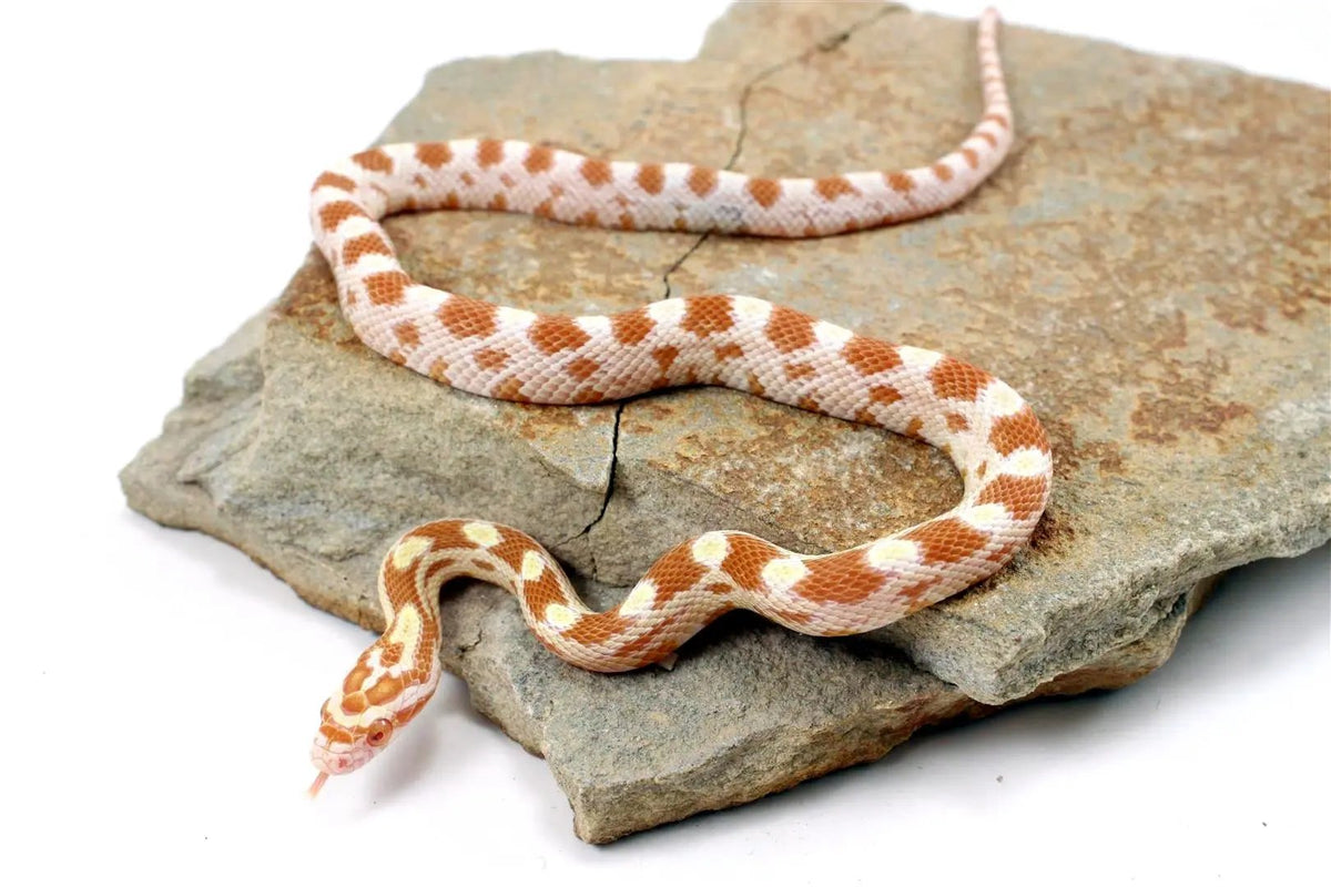 Butter Corn Snake - All Reptiles