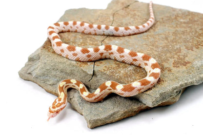 Butter Corn Snake All Reptiles
