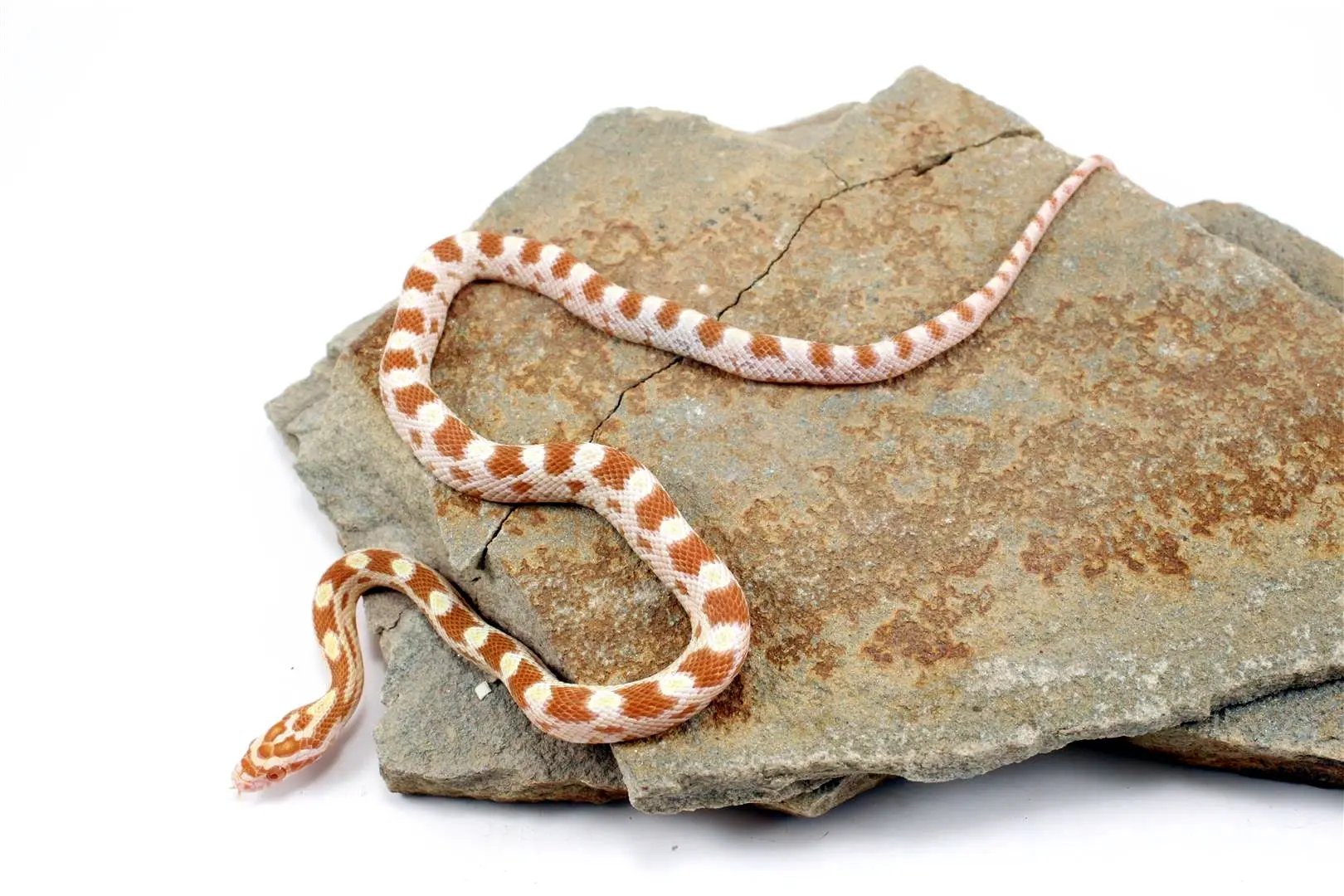 Butter Corn Snake All Reptiles