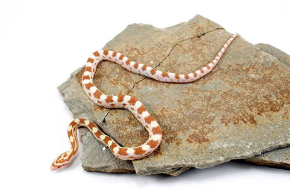Butter Corn Snake All Reptiles
