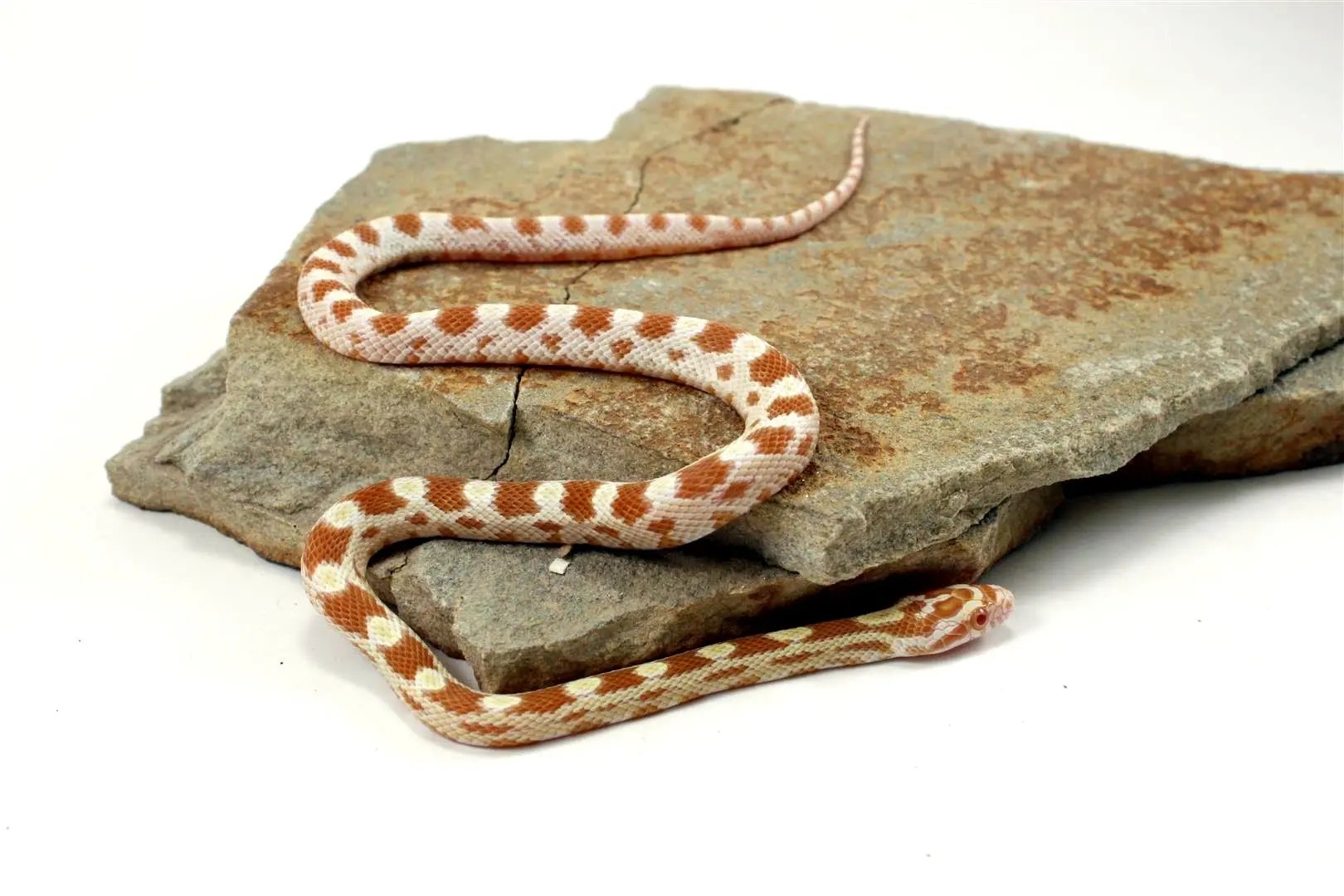 Butter Corn Snake All Reptiles