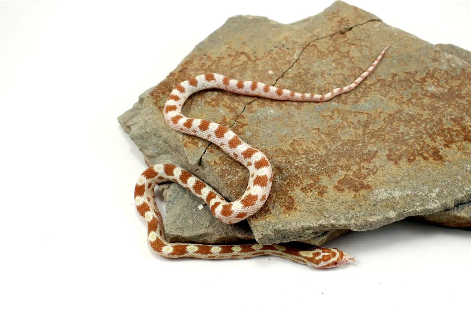 Butter Corn Snake All Reptiles