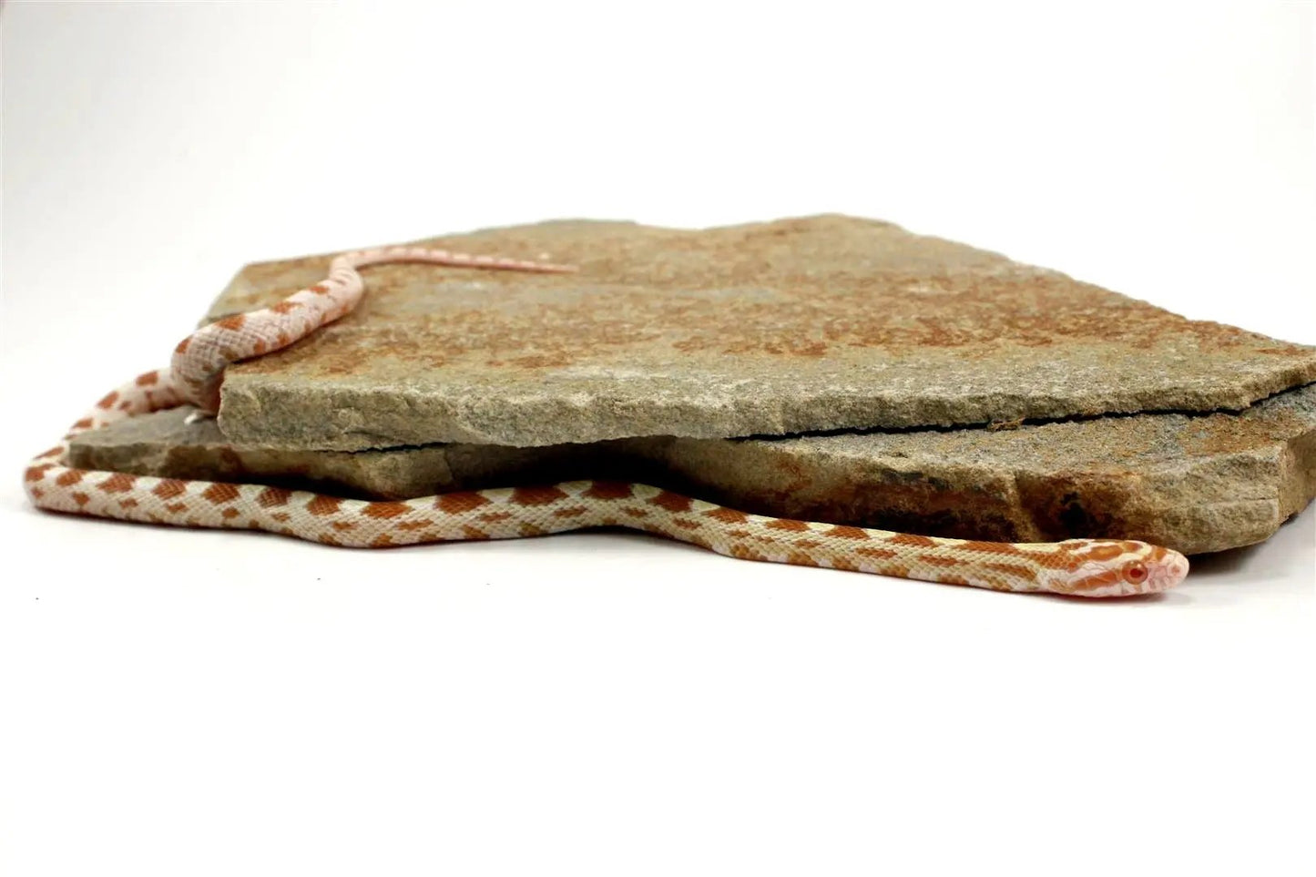 Butter Corn Snake All Reptiles