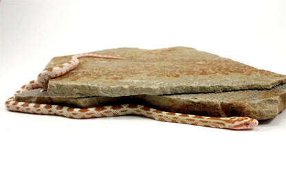 Butter Corn Snake All Reptiles