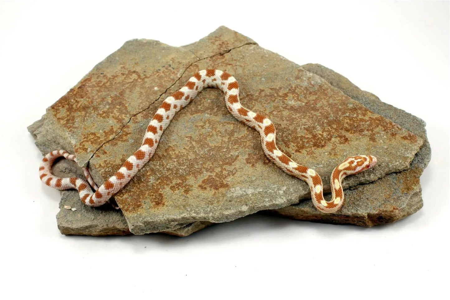 Butter Corn Snake All Reptiles