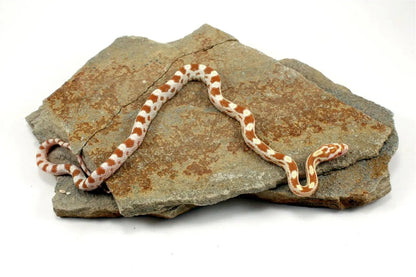 Butter Corn Snake All Reptiles
