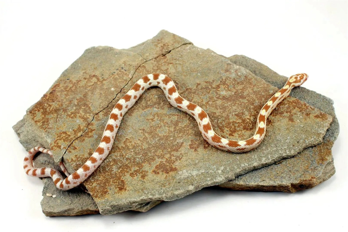 Butter Corn Snake All Reptiles