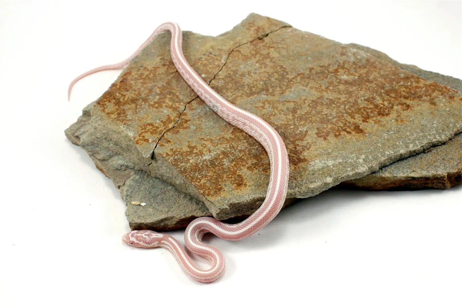 Snow Tessera Corn Snake All Reptiles