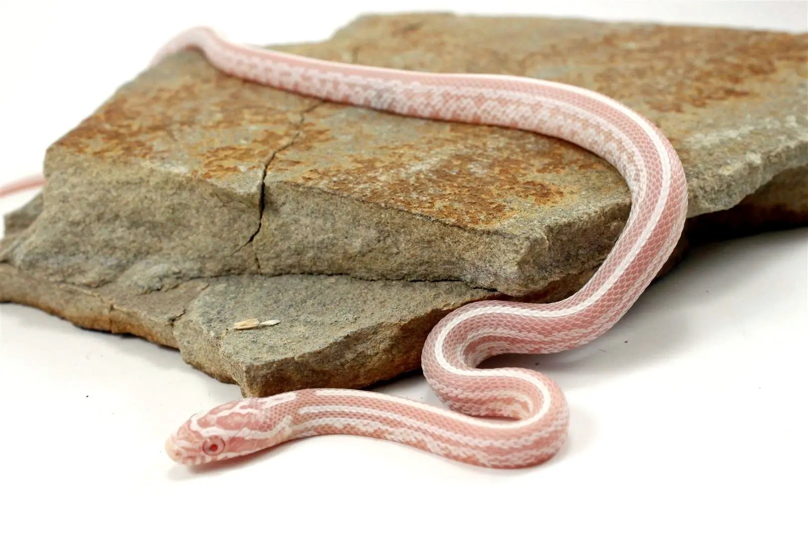 Snow Tessera Corn Snake All Reptiles