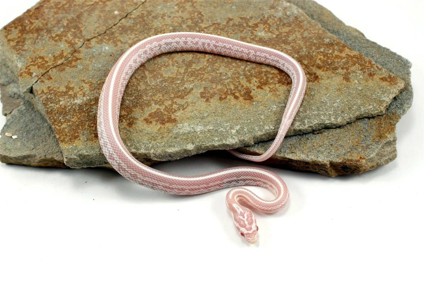 Snow Tessera Corn Snake All Reptiles