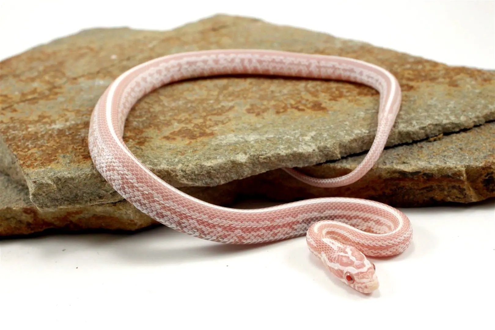 Snow Tessera Corn Snake All Reptiles