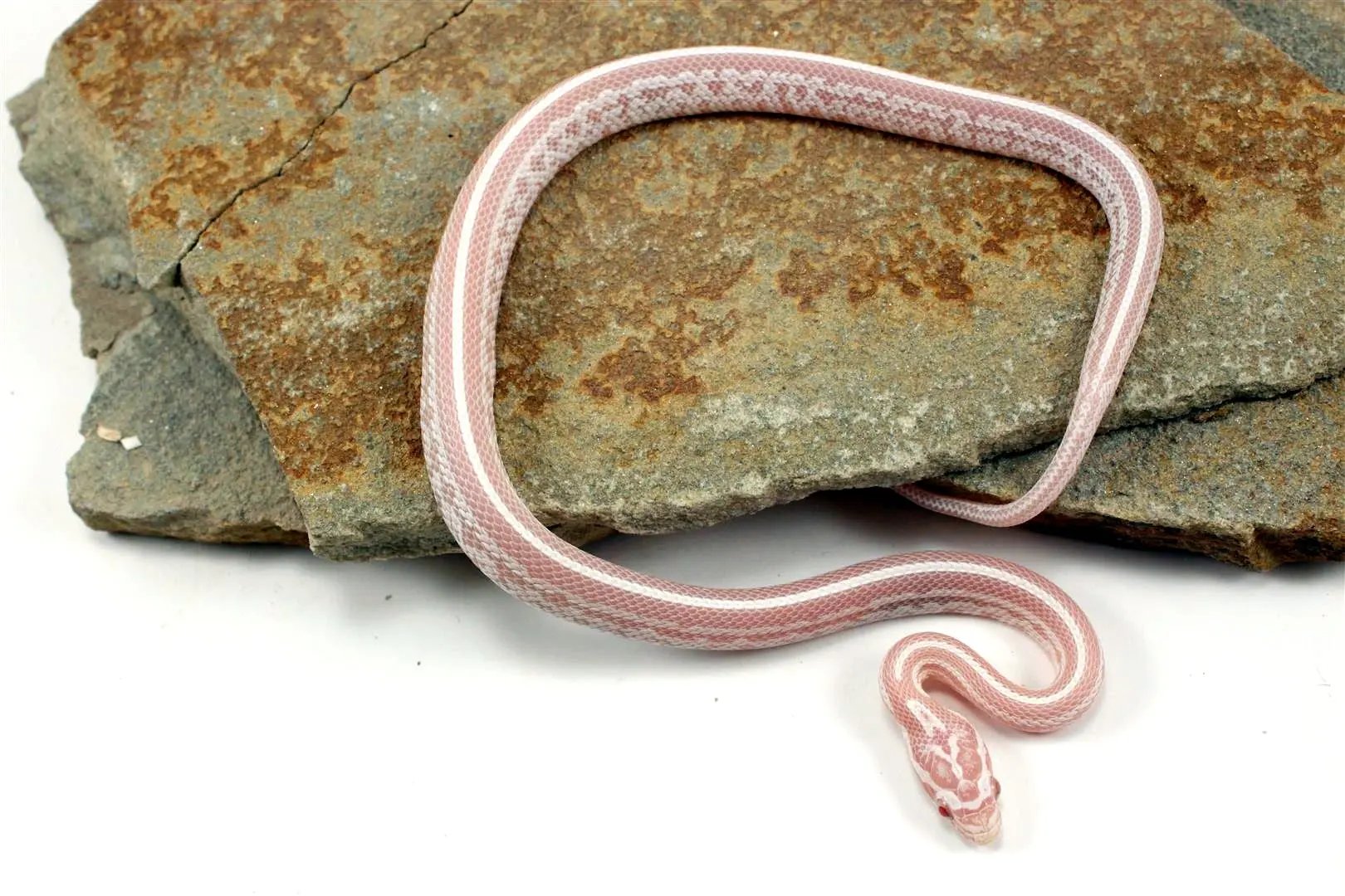 Snow Tessera Corn Snake All Reptiles