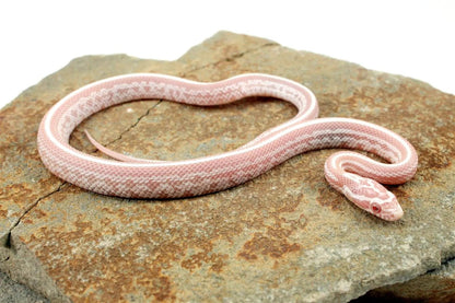 Snow Tessera Corn Snake All Reptiles