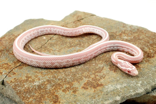 Snow Tessera Corn Snake All Reptiles