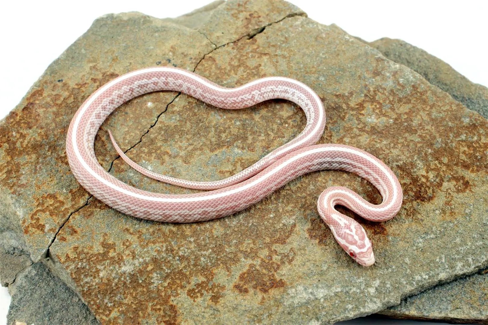 Snow Tessera Corn Snake All Reptiles