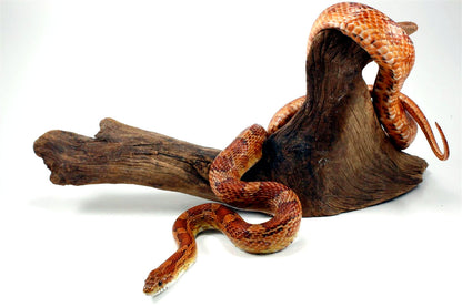 Classic Corn Snake - Adult All Reptiles