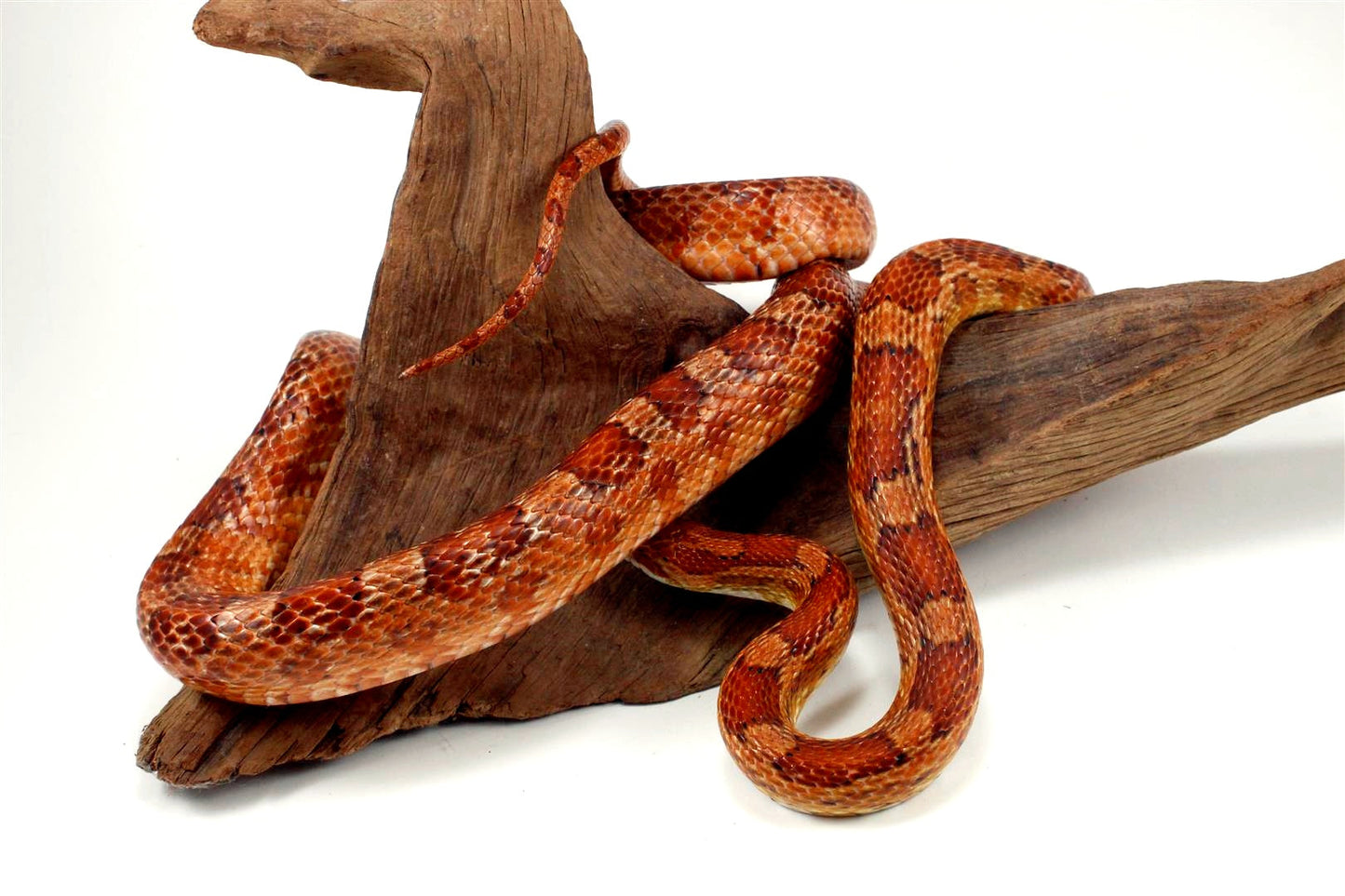 Classic Corn Snake - Adult All Reptiles