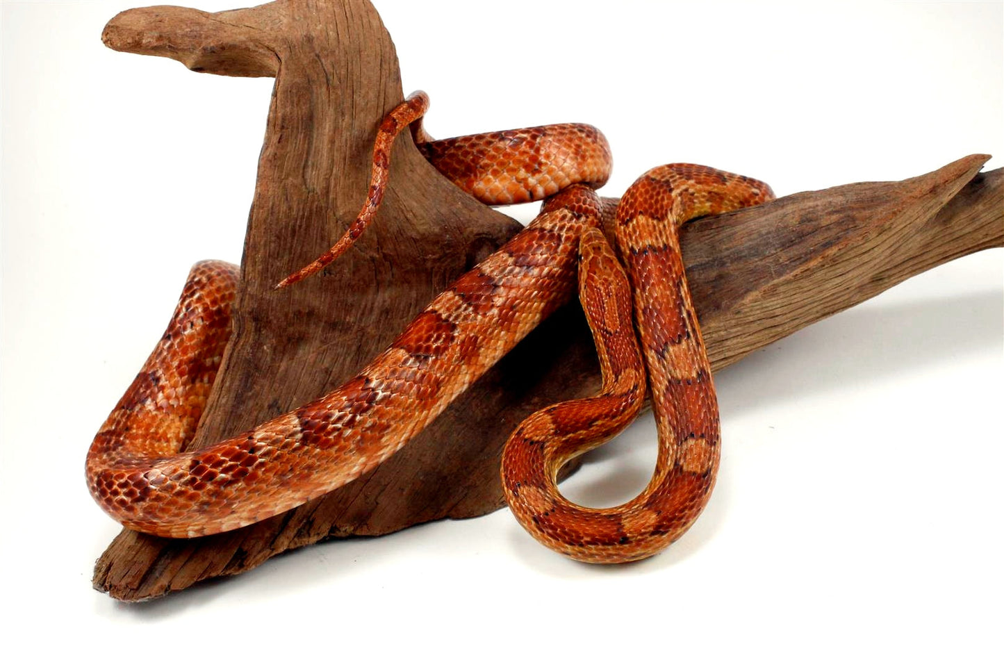 Classic Corn Snake - Adult All Reptiles