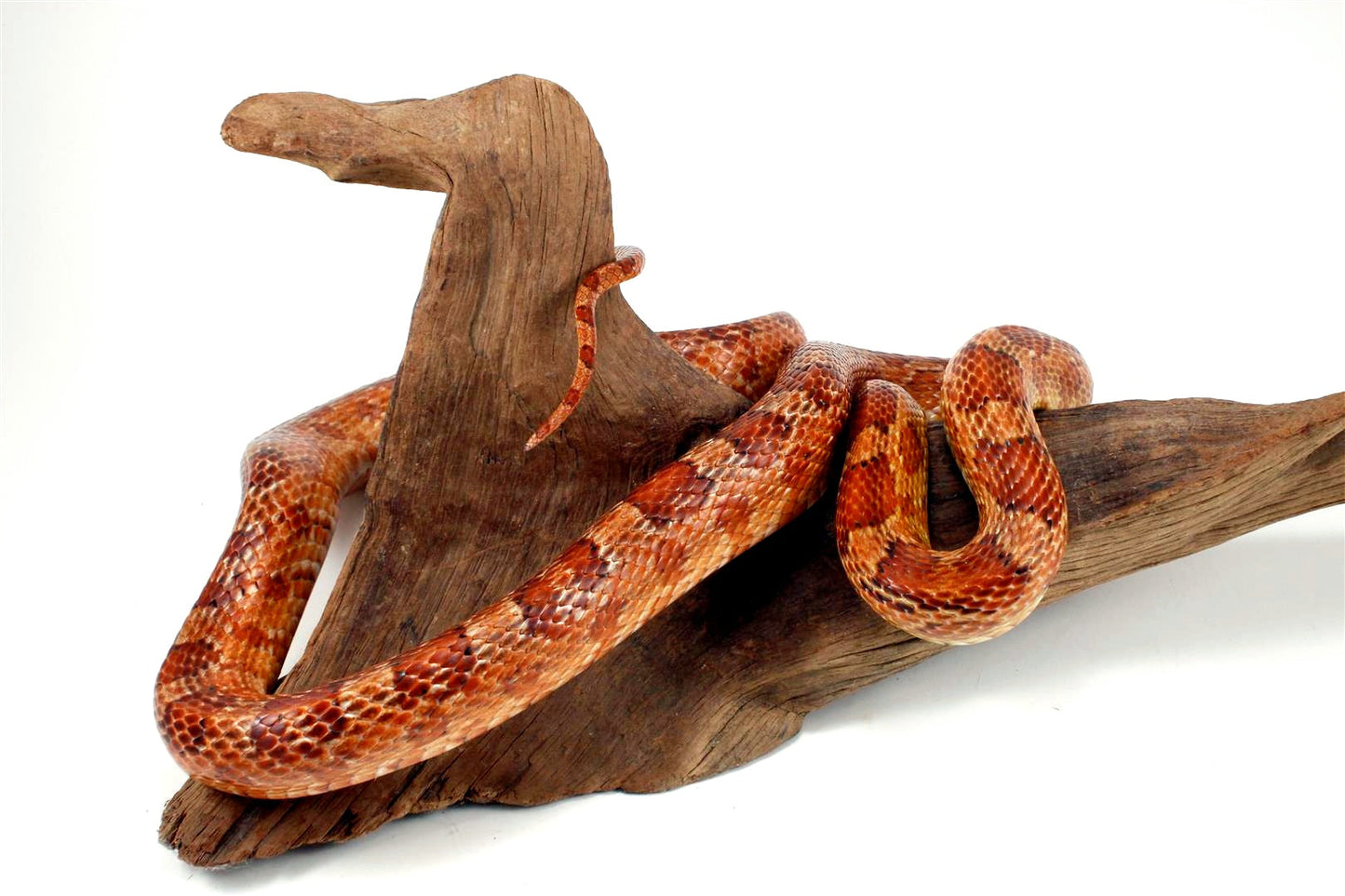 Classic Corn Snake - Adult All Reptiles